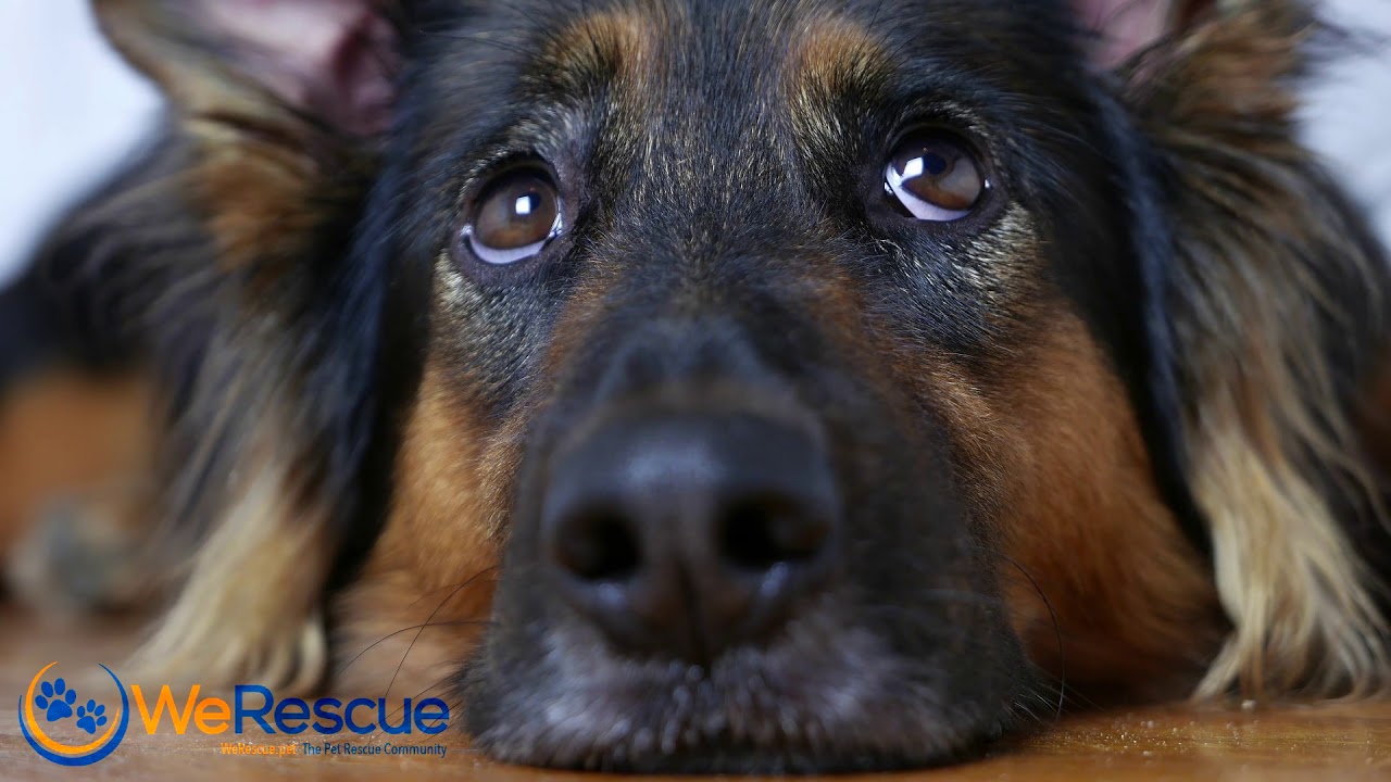 Sad dog laying down WeRescue