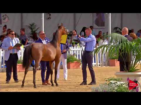 N.97 WAHAJ AT - Menton 2018 - Yearling Colts (Class 6A)