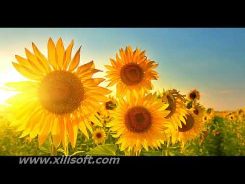 Agron Bulku  Porsi pranvera, Ana