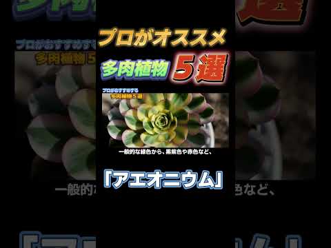 園芸 木のアエオニウム、木のキャベツ