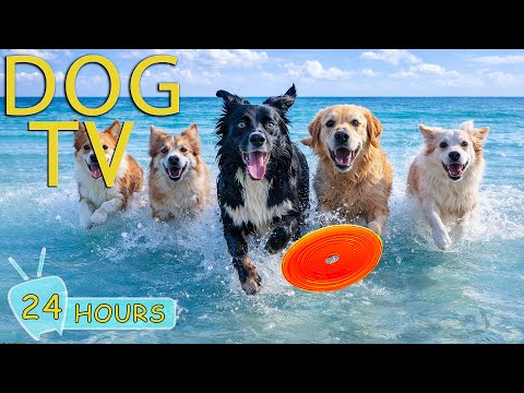 DOG TV: Videos Entertain with Relax Music for Dogs When Home Alone - Best Soothing Music for Dogs