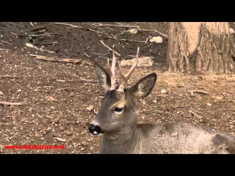 Corzo ( Capreolus capreolus ) Roe deer