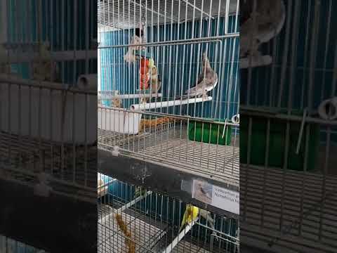 Animals Express Asse/Zellik