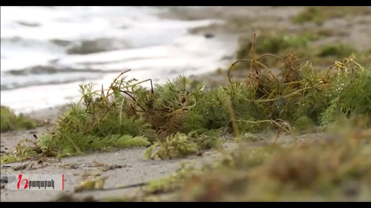 Սևանի հանդեպ անլուրջ վերաբերմունք նախկիններից ու ներկաներից, դե կծաղկի, կծաղկի