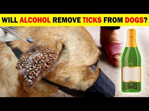 YouTube video about: Can I put rubbing alcohol on my dog for ticks?