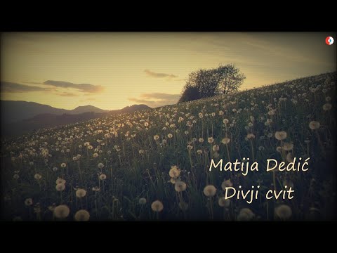 Matija Dedić - Divji cvit (Official audio 2020)