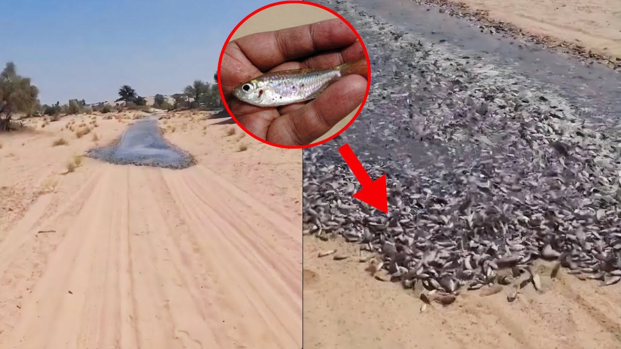 You won’t believe this miracle!! Recenly river of fish appear in the desert