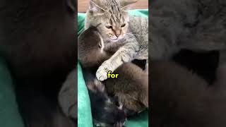 Mama Cat Adopts Otter