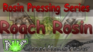 Roach Rosin, Pressing Roaches into Solventless Concentrate. #RoachTerps