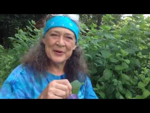 Marvelous Mint with Susun Weed