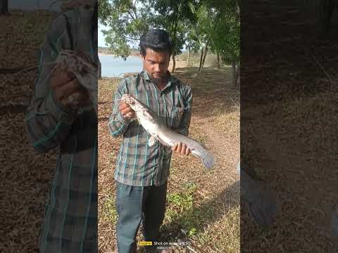 HABEEB🎣#FISHING🎣 Bangalore 🎣[#fishingvideo]#best