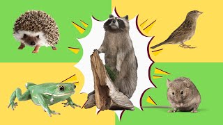 "Fun Animal Facts You Didn't Know! 🐯🦒🐸 | Wild & Cute Creatures"
