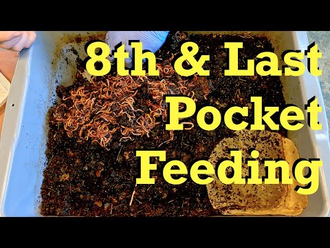 8th & final pocket feeding in red wiggler systems - worm farm vermicomposting