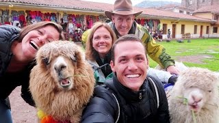 ALPACA SELFIES with SPECIAL GUESTS :) - YouTube