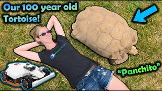 Moving Our Giant Tortoise Outside!
