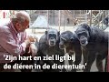 Dood chimpansees Dierenpark Amersfoort was inspiratie voor boek met 'het échte verhaal'| RTV Utrecht