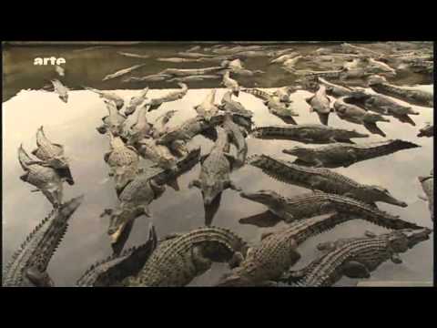 Australien - Der giftige Kontinent (2/4)