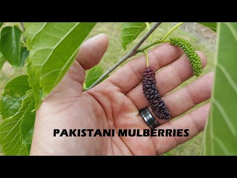 Pakistani Mulberry - Must have fruit have for any area