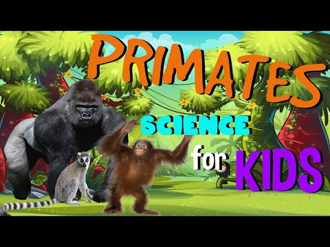 What are Primates | Science for Kids