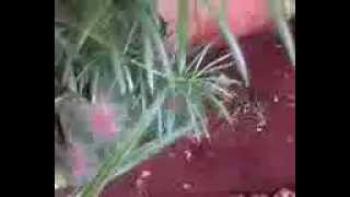 Cidadão capturando bandido