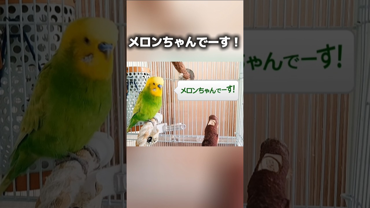 インコ「メロンちゃんでーす！」←自己紹介が可愛いすぎるw