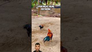 Download lagu Ayam bagus saling bertarung #animals #chicken #rooster #pets #tarungayam #ayamtarung #ayam #tarung mp3