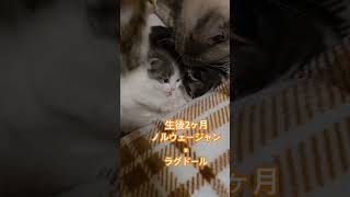 #ねこのいる生活 #ねこ動画  #子猫