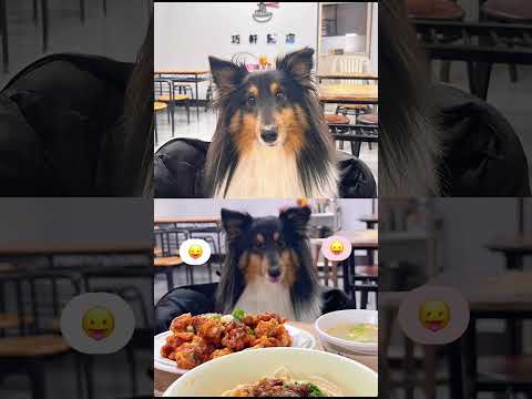 寵愛你的一百種方式✨-第二屆金腳印獎『毛孩鏡勾追』活動