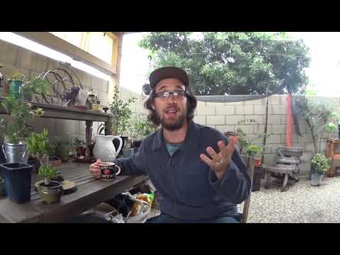 ► How to make bonsai for beginners - HD 2019 - #13 (Bonsai)