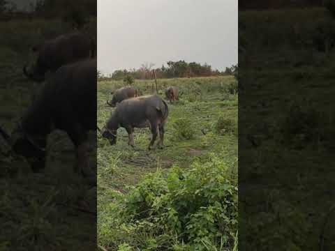 Buffalo life in the mountains, buffaloes in Asia live naturally 207