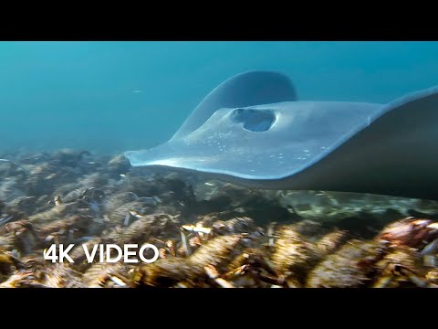 Stingray Ambushes Army Of Crabs | 4K UHD | Blue Planet II | BBC Earth
