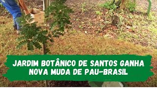 Jardim Botânico de Santos ganha nova muda de Pau-Brasil