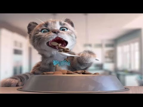 Gato - Lindo Gatito. El gato va a la escuela! Capitulo 1