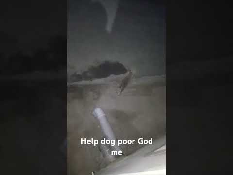 Help dog food God 🙏🙏🐕🐕😊