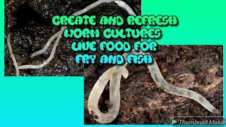 Live food for your fish live food cultures for aquarium fish