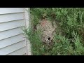 Hidden Bald-Faced Hornets Sting Homeowner in Princeton Junction, NJ
