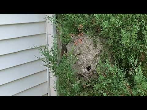 Hidden Bald-Faced Hornets Sting Homeowner in Princeton Junction, NJ