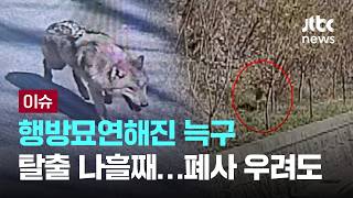 [LIVE] 늑구 탈출 나흘째…드론 띄우고 카메라 설치했지만, 장기 실종·폐사 우려도 [이슈PLAY] / JTBC News