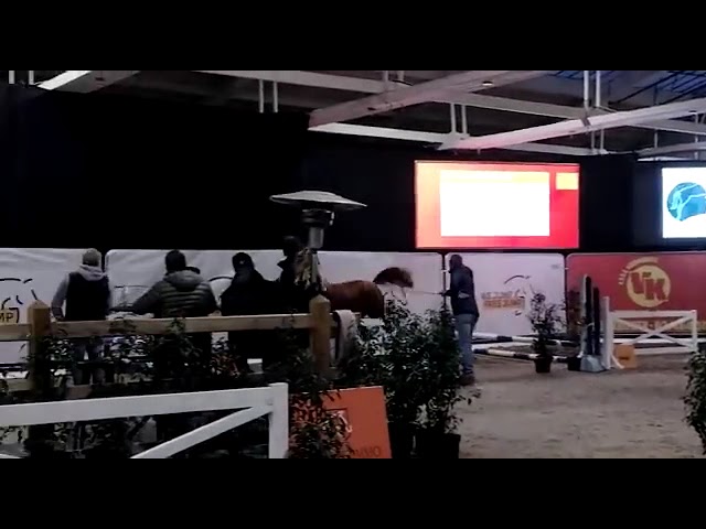 Trouville Optima, first dam of Bono A van de Nachtegaele