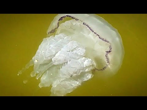 Медуза в Азовском море