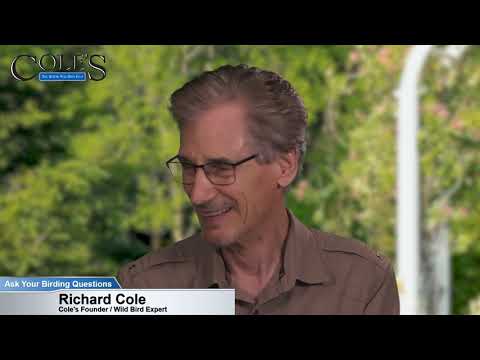 Do Hummingbirds Stay During The Winter?