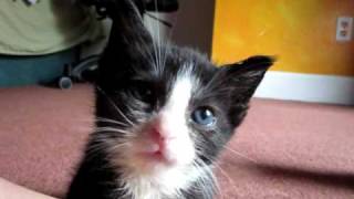 Sarah Donner and the sleepy kitten, the very OFFICIAL 'Treeline' video