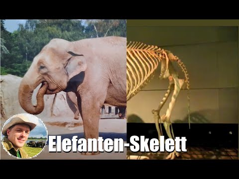 Das Elefanten-Skelett: Wissen2Go über das Skelett der Elefanten
