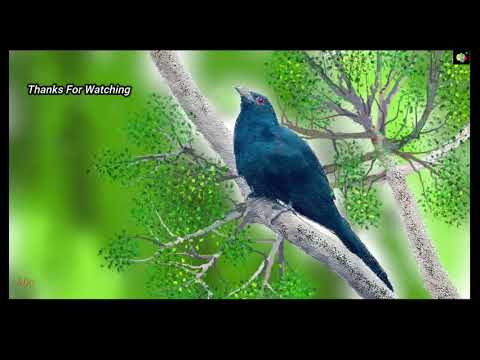 How to Drawing Realistic Koel bird II Time lapse
