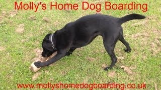 preview picture of video 'Molly's Home Dog Boarding Worthing - www.mollyshomedogboarding.co.uk'