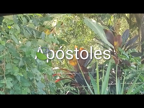 Estoy en Apóstoles 🍃🌿#viajes #misiones 