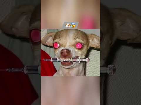 Straszne zwierzęta w nocy