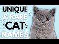 Rare and Unique Cat Names: Unusual Cat Names That Capture Hearts 💙