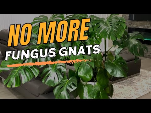 Foolproof Fungus Gnat Killer That Actually Works - Houseplant Pest Control