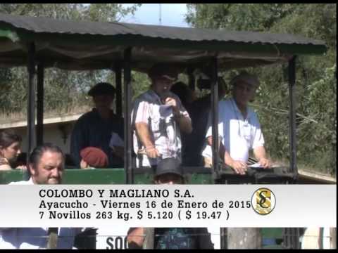 Colombo y Magliano S.A. - Venta Machos - Ayacucho - 16/01/2015